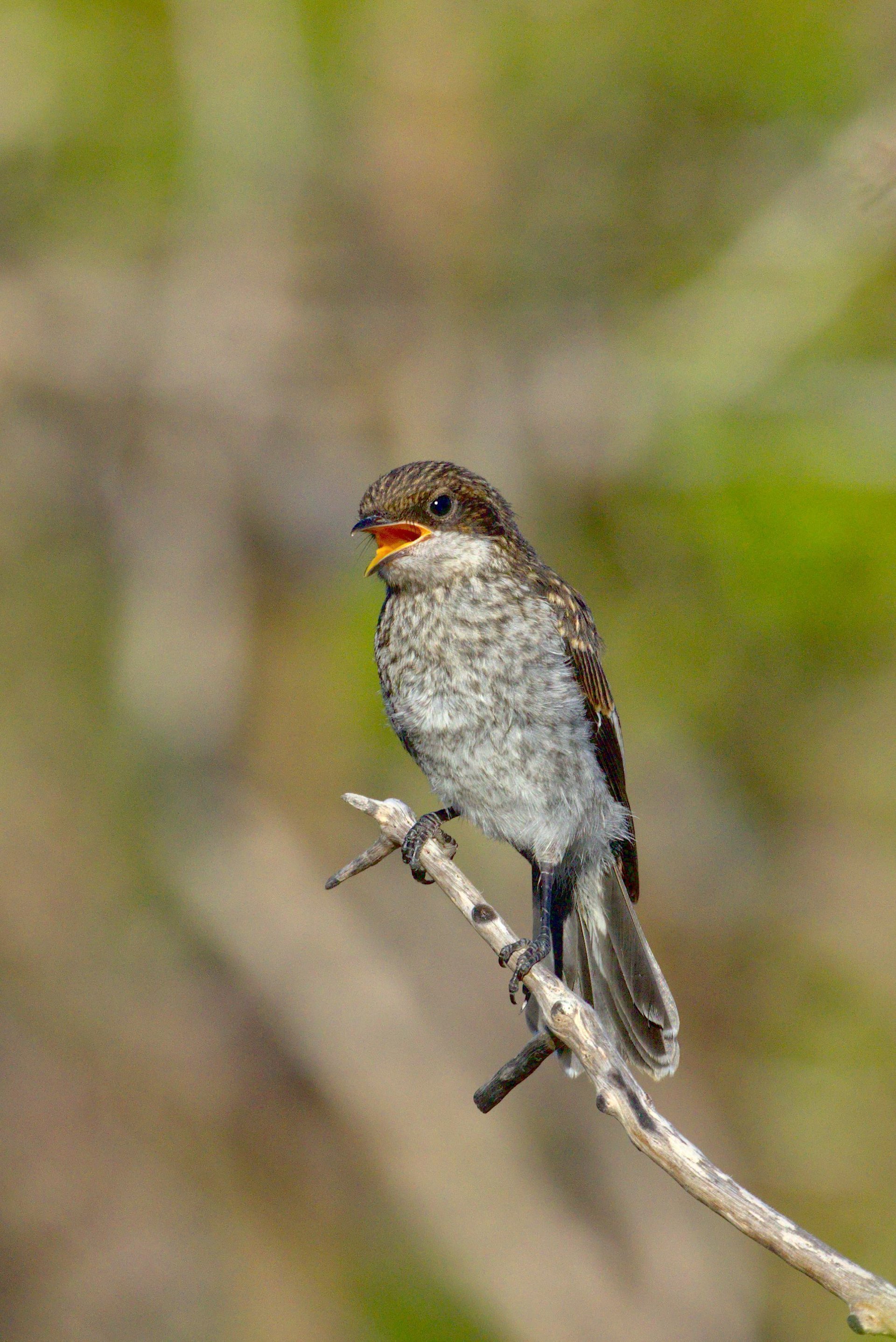 First Song Of Spring