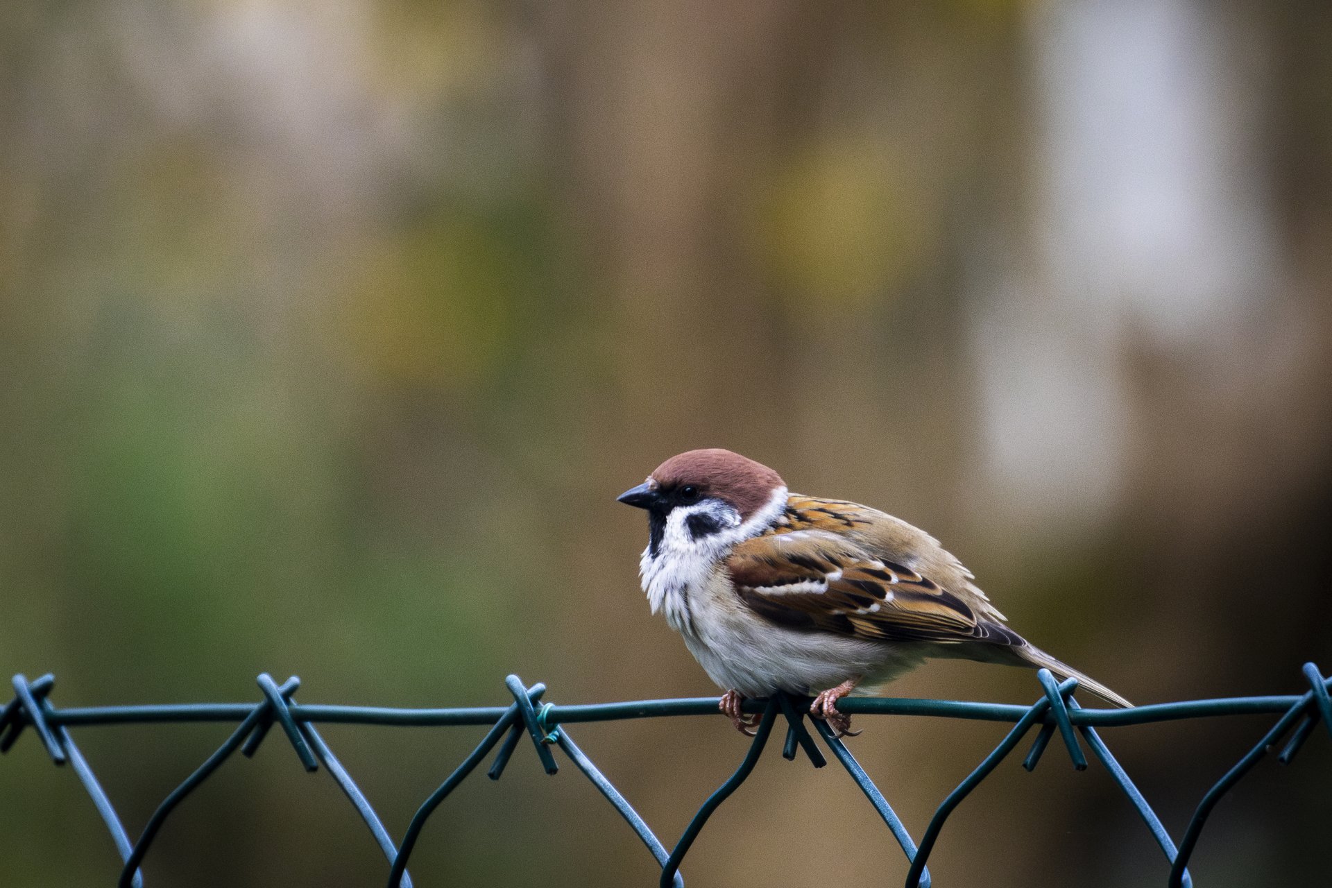 Garden Sentinel