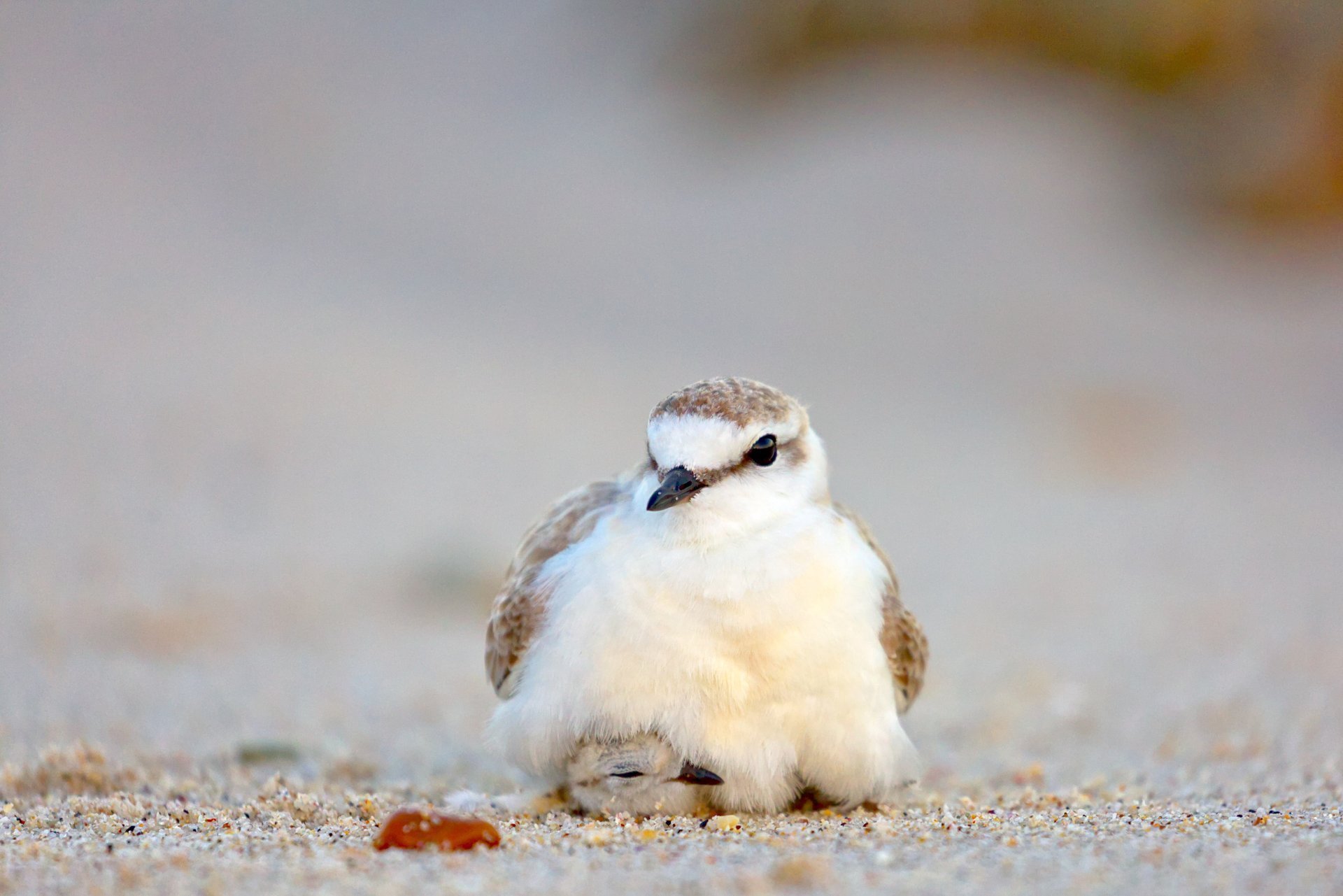 Hidden In Plain Sight