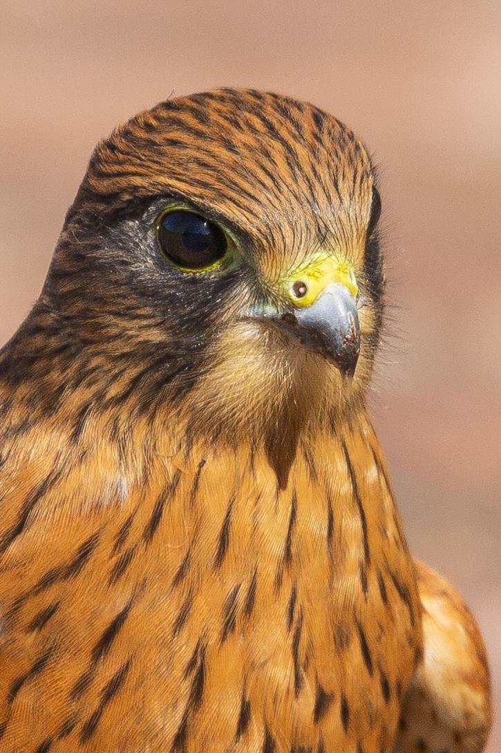 Kestrel Portrait