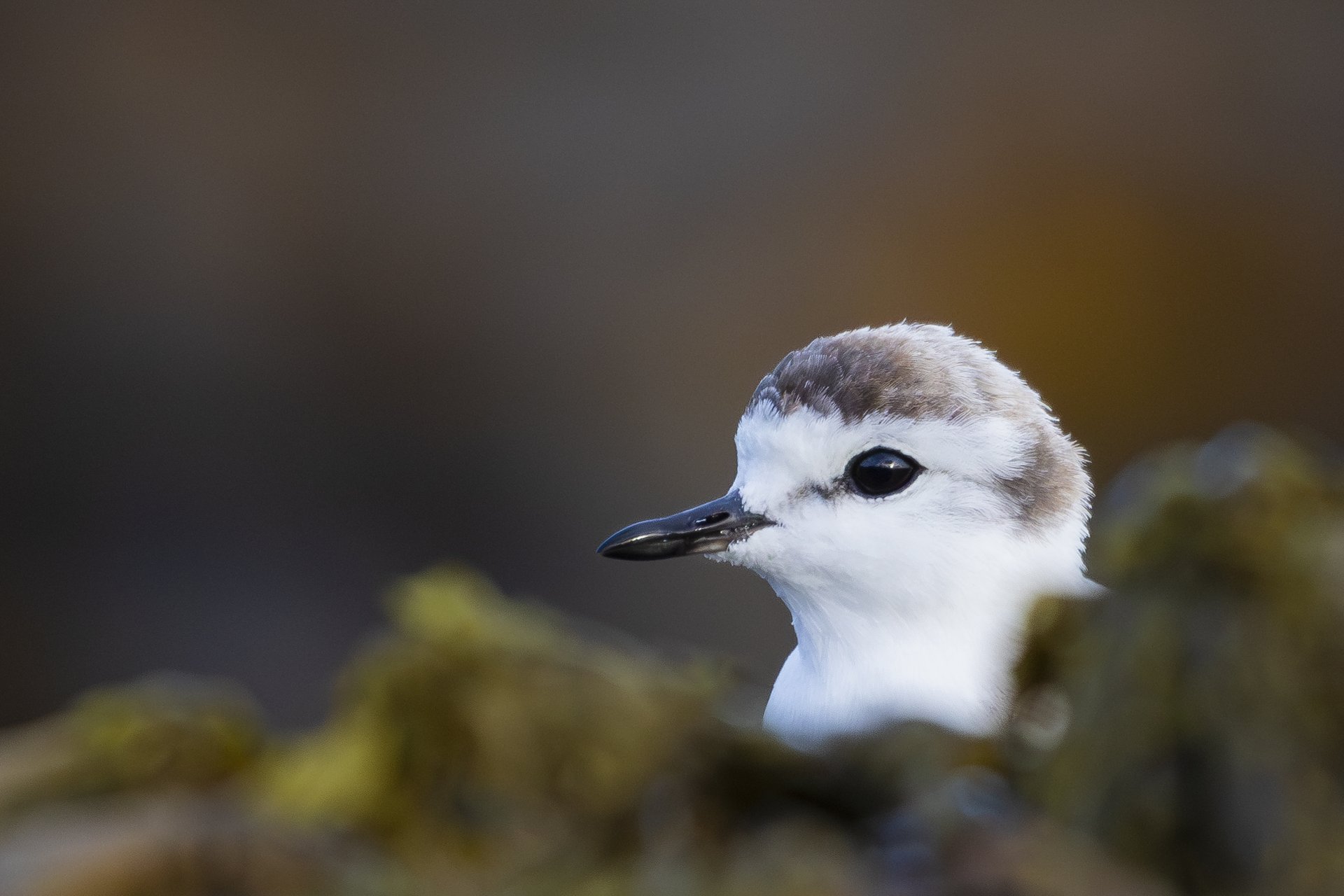 Silent Shoreline Watcher