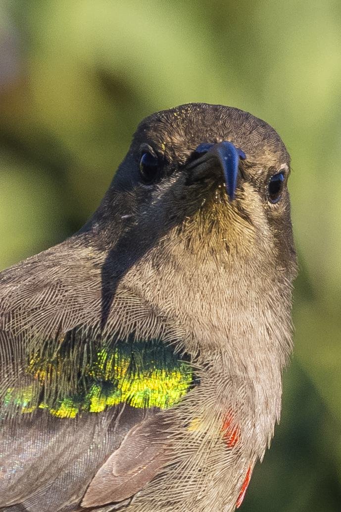 Sunbird Close Gaze