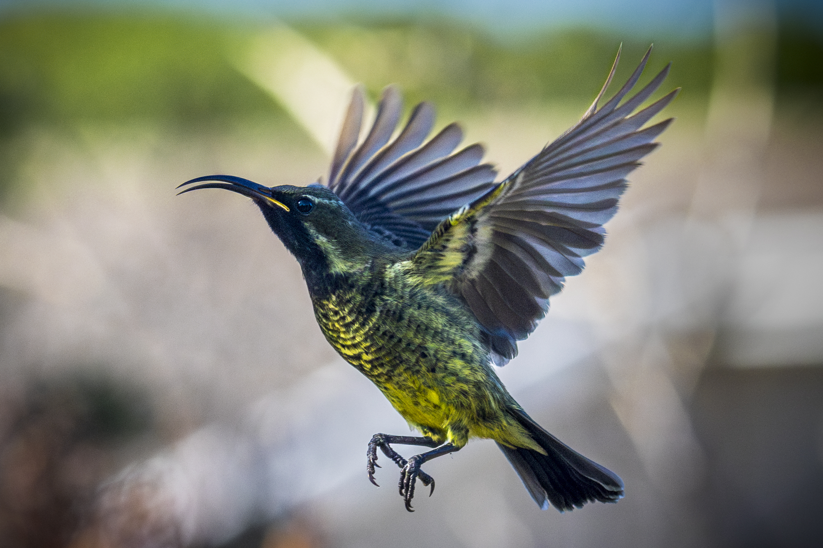 Sunbird In Flight