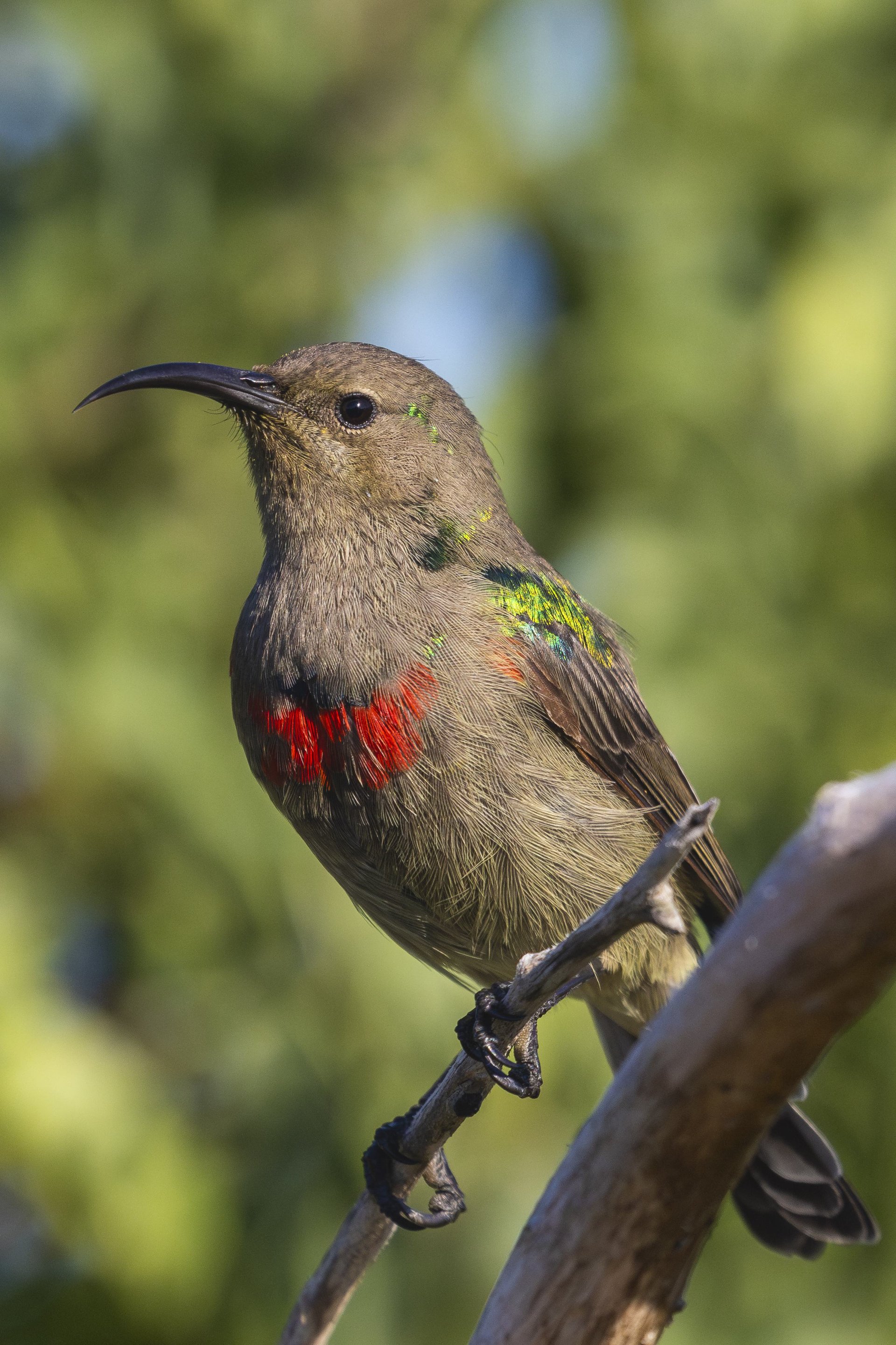 Sunbird In Soft Light