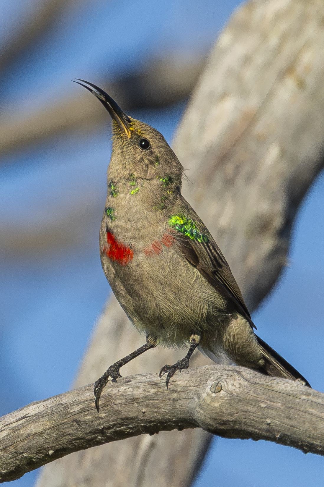 Sunbird Reaching Up