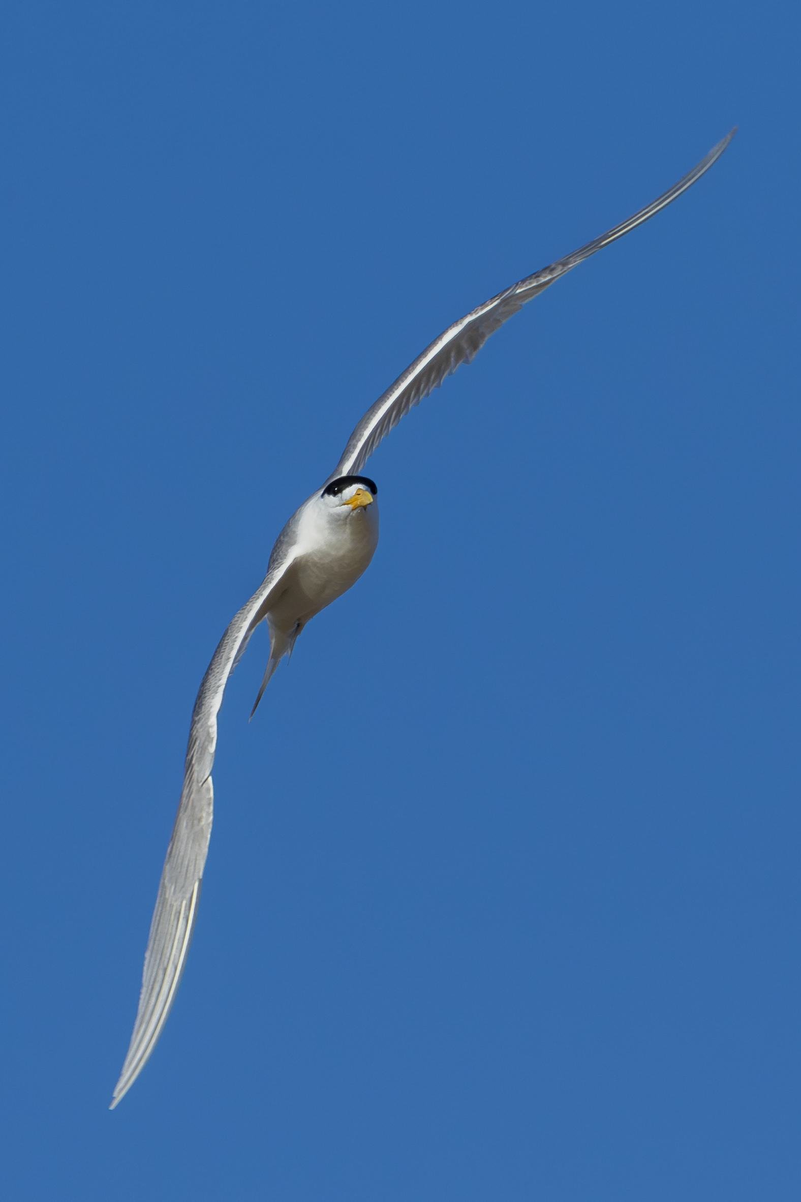 Tern In Flight