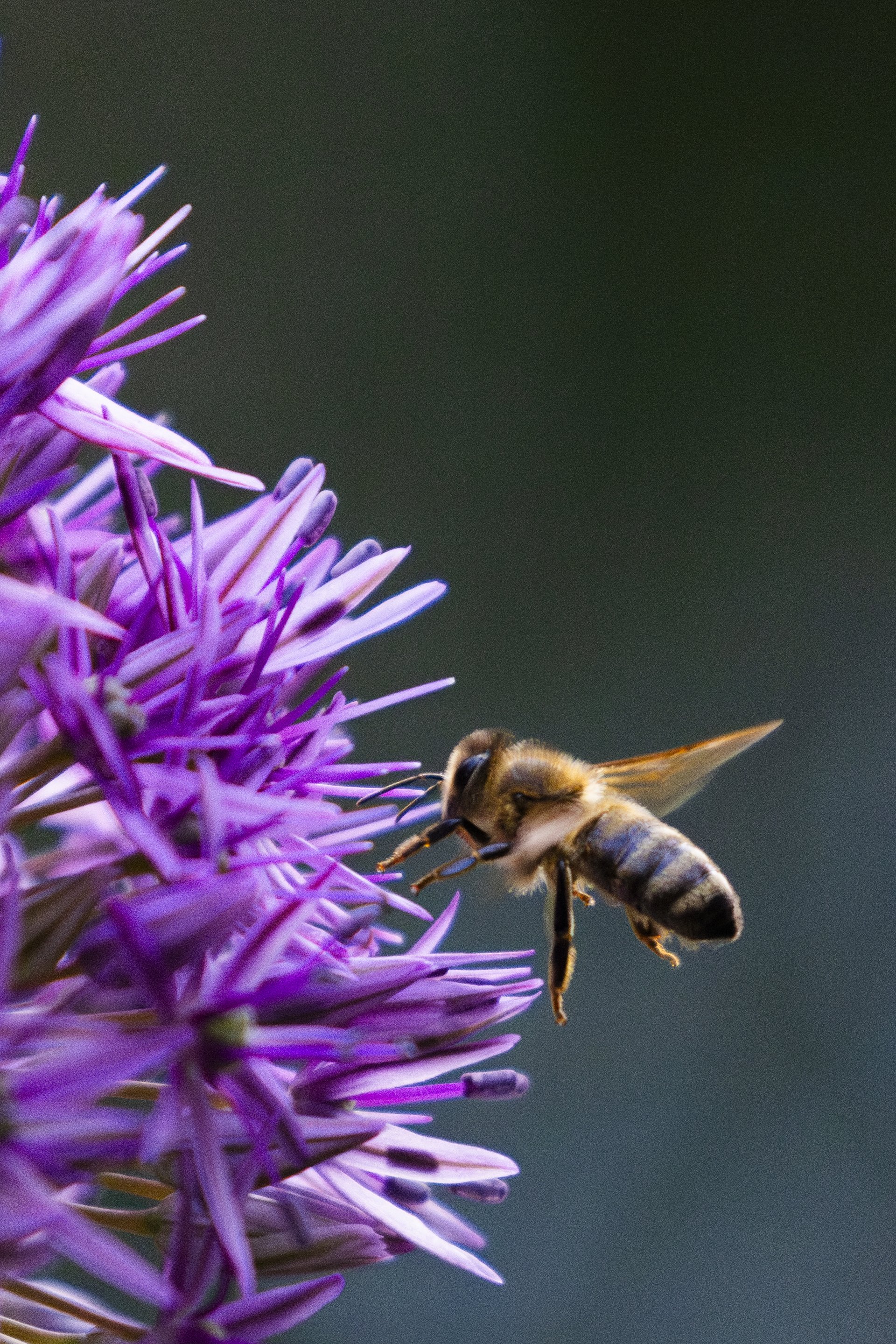 Allium Violet Bloom