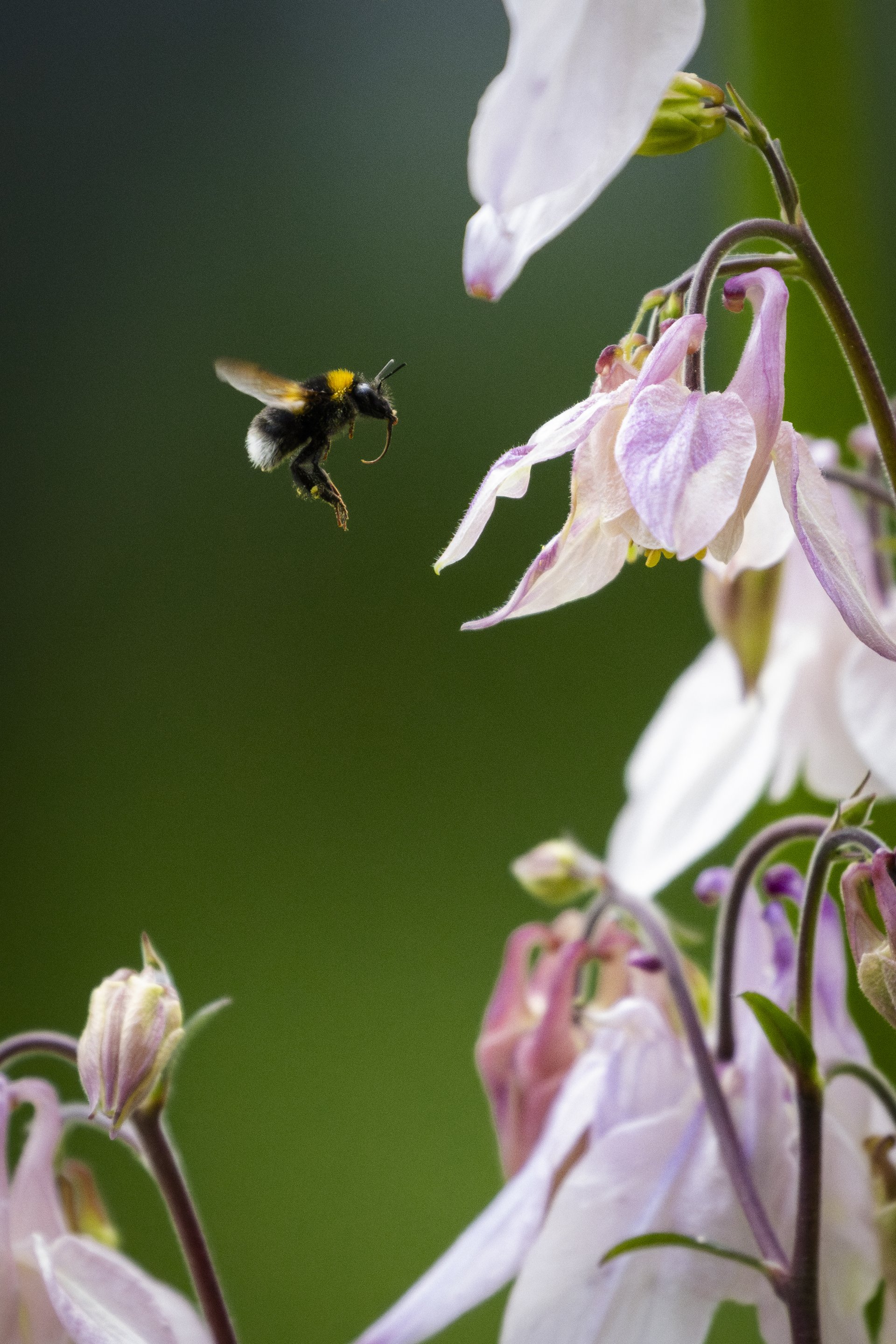Bumblebee Ballet